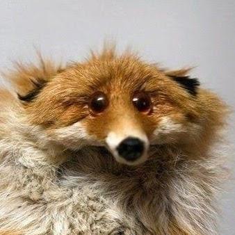 Ye Olde Foxeh