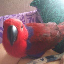 teddy bear jay Squads!