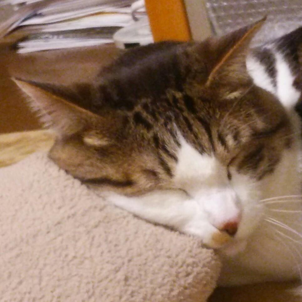 ひげまんじゅう