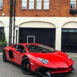 богатый кот