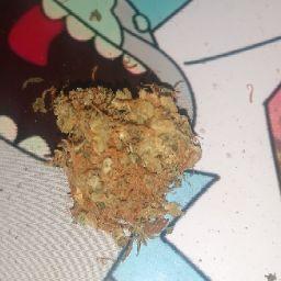 Life Junkie