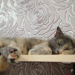 Саша Большаков