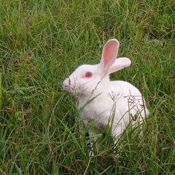 Ankita Jaiswar (Good ___&)