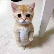 iqram izzuddin