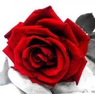 Scarlet Rose