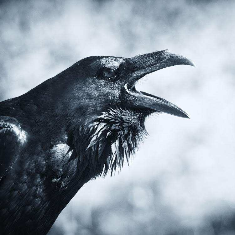 RAVEN SPIRIT