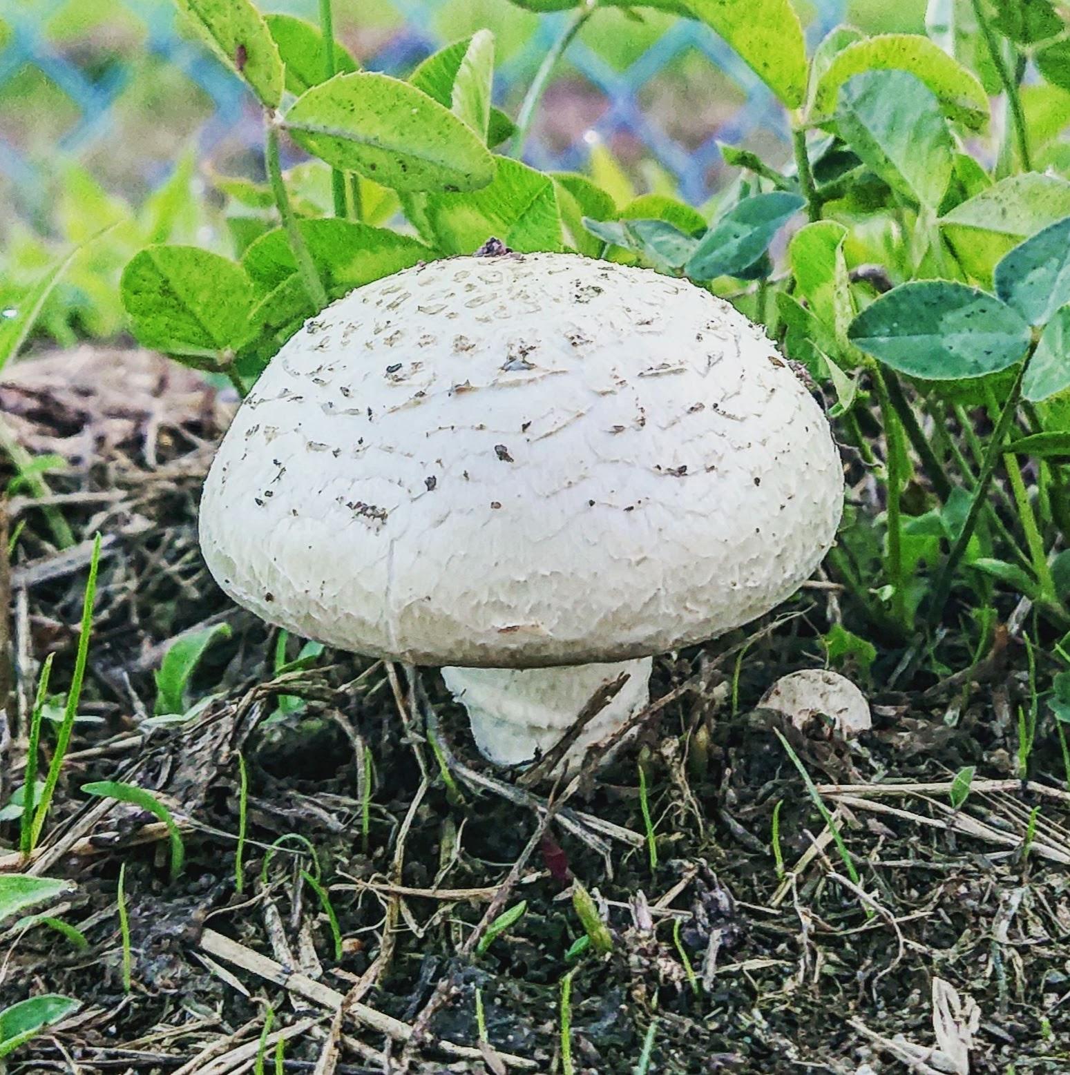 赤髪のわたぽん