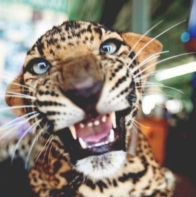 Данил Борисов