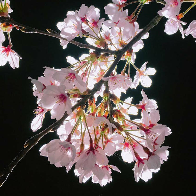 きんぐ「米津」