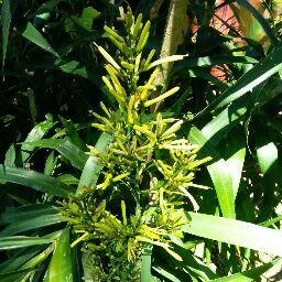 จำไม่ไได้)