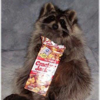 SpiceyBeans