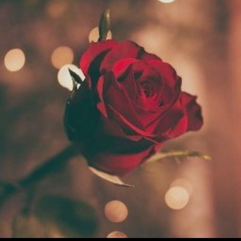 ايه سرمد سامي