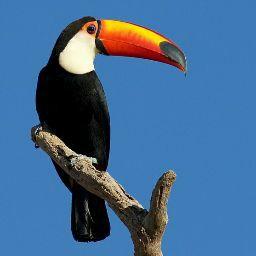 Toucan