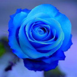 A blue Rose