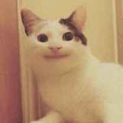 Shasha Derbn daa