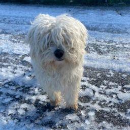 Carmine Murano Harry Potter