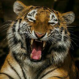 Tiger Darker