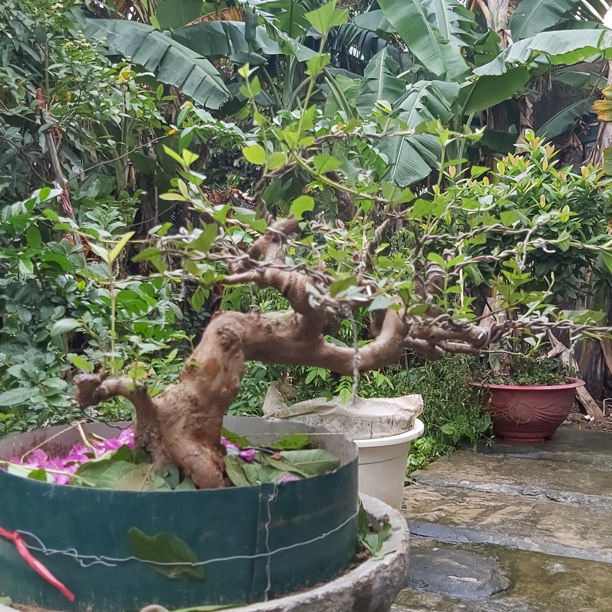 2021 Bắc nguyễn văn