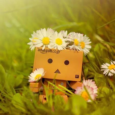 danbo