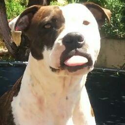 Alejandro Sanfeliu Maestre