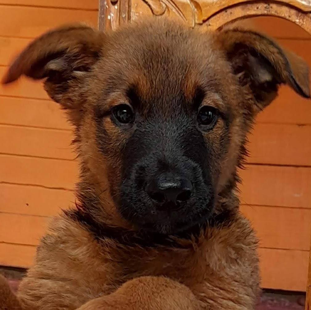 rosa irene san martin