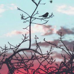 خالد القحطاني