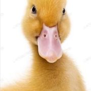 Duckie That Dude