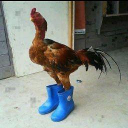 ไก่ที่หล่อเท่ที่สุดในโลก