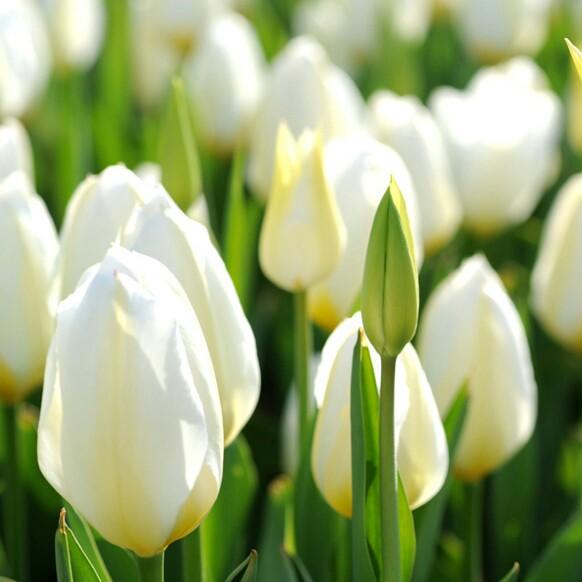 รินรดา สุนันท์ชู