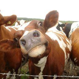 Антон Губин