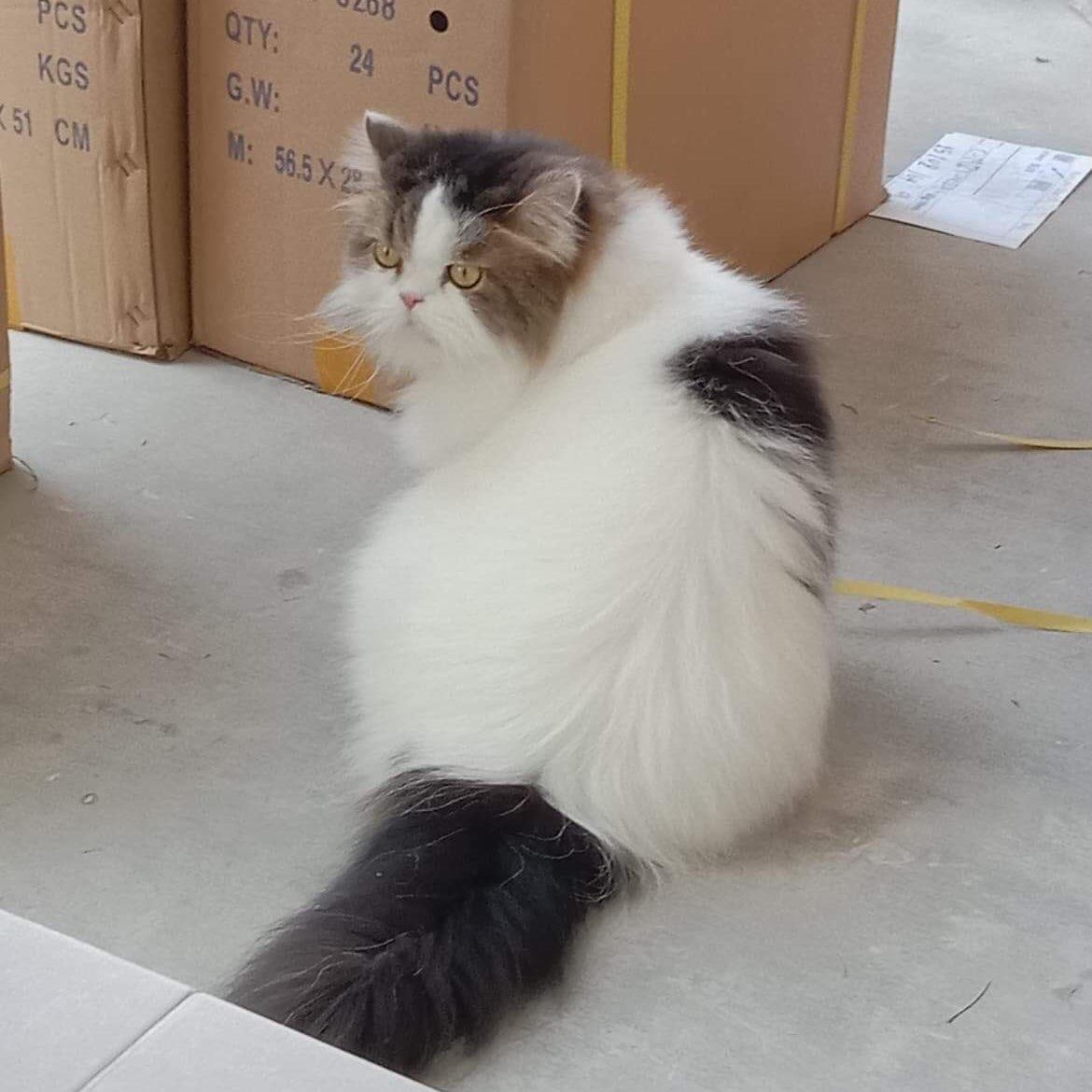 สาวิตรี ถนอมเล็ก