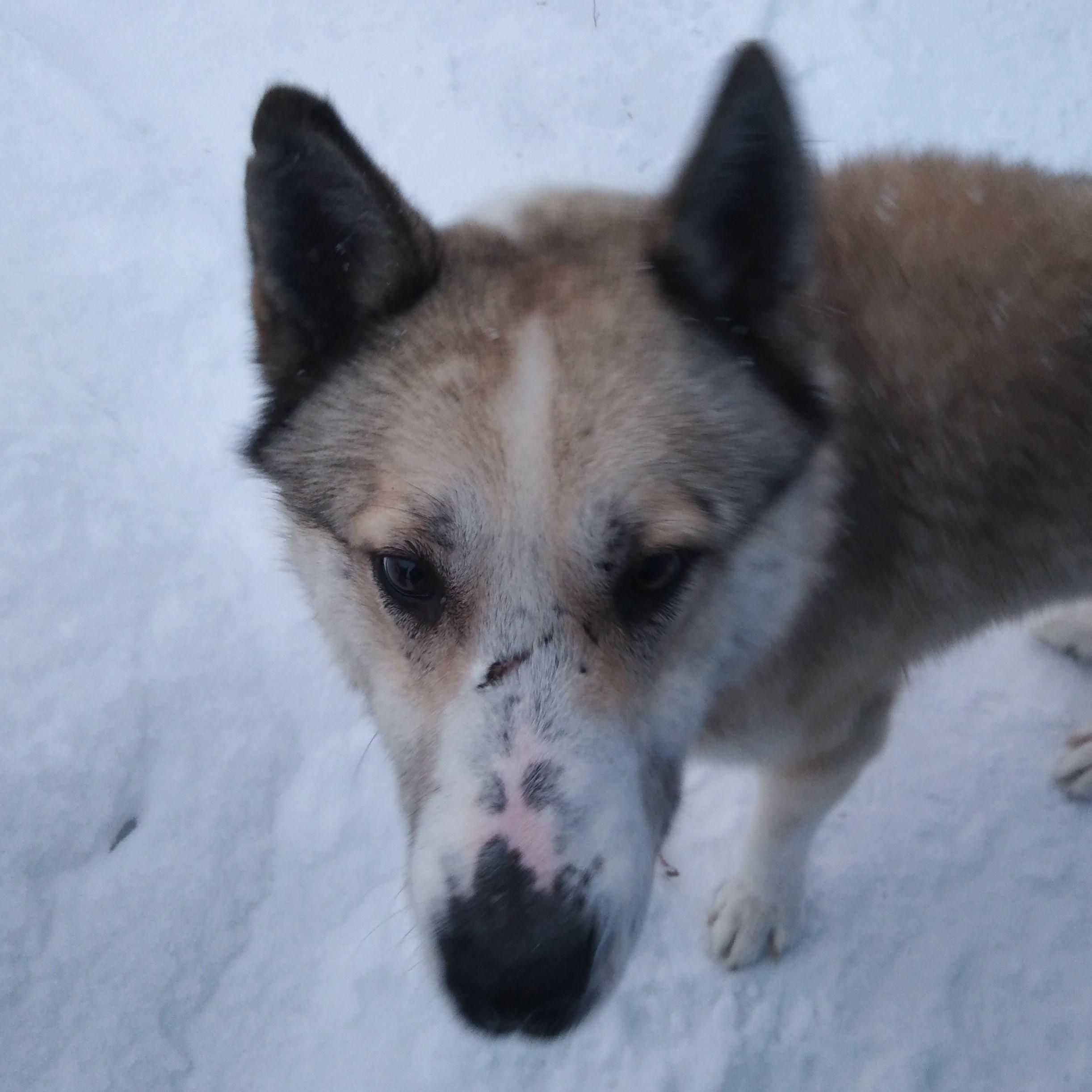 Собака тэвэ