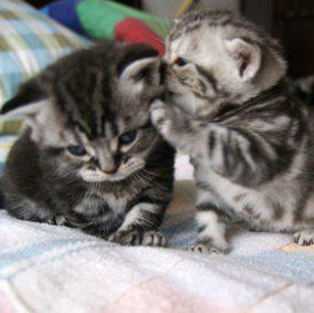 Mohammed Farhan Salman