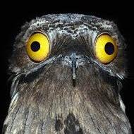Birb