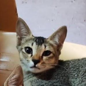 The Overthincking Boii