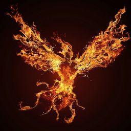 Phoenix Boy