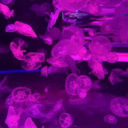 Никита Белинский