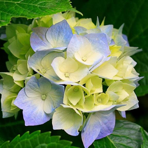 Lishka Torres De La Cruz