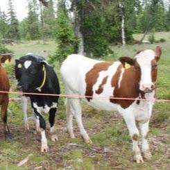 Bjørn Martin Skistad