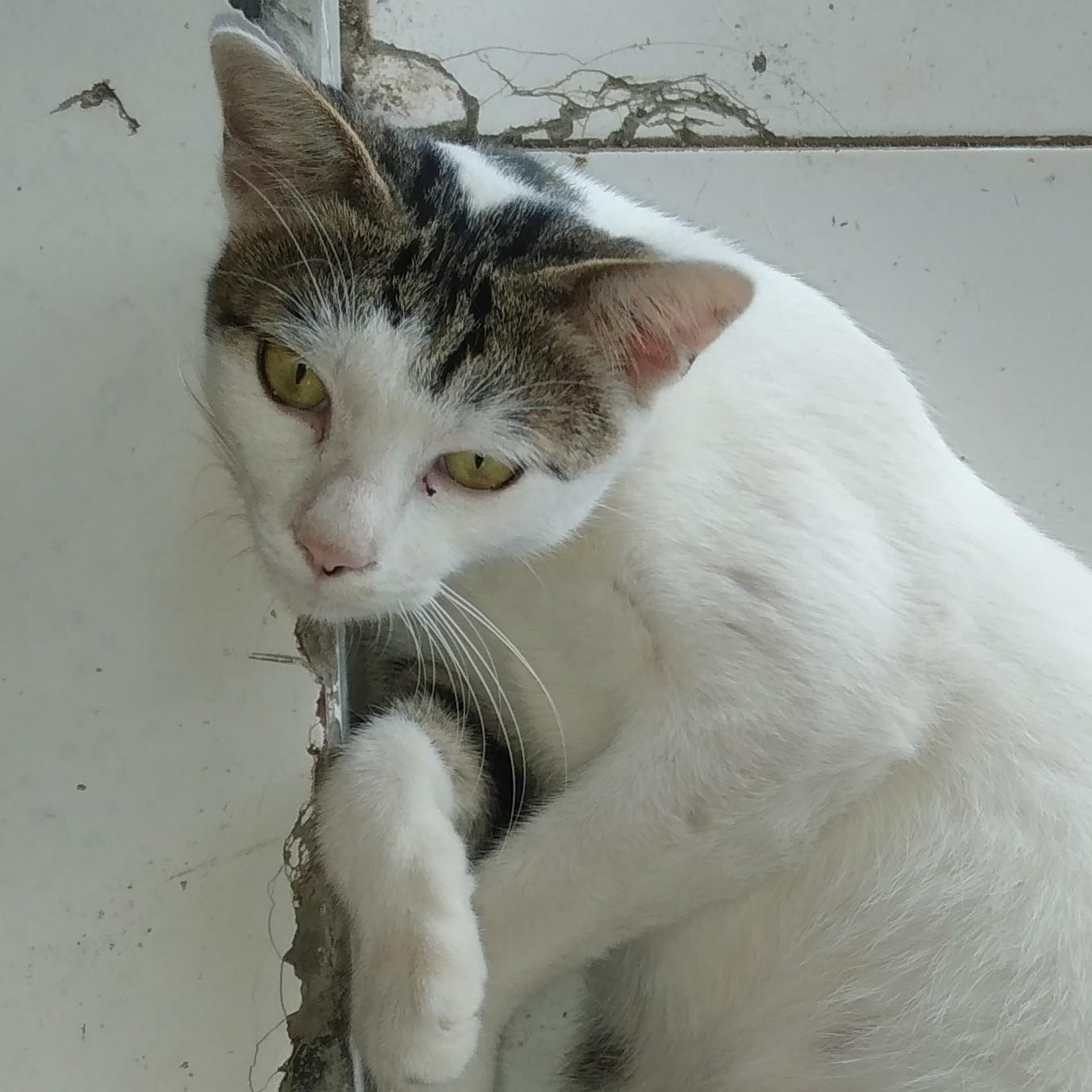 Setyven_ 17_354 oKLiK