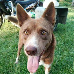 รัชนี ประดิษฐชอบ