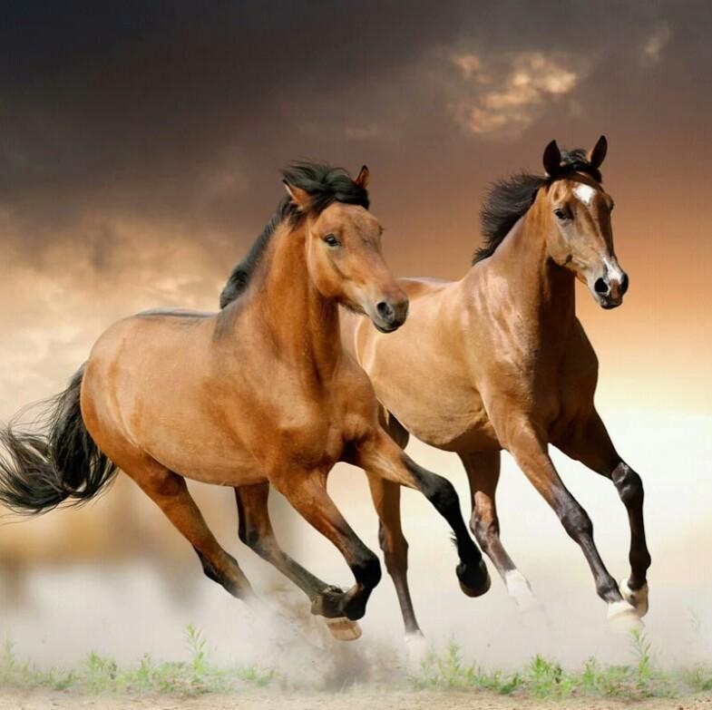 Yolanda Becerra Hernandez