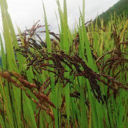 AWOKAN SALEE chauhan