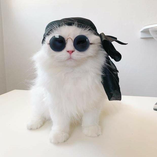 ยังแมว gamer