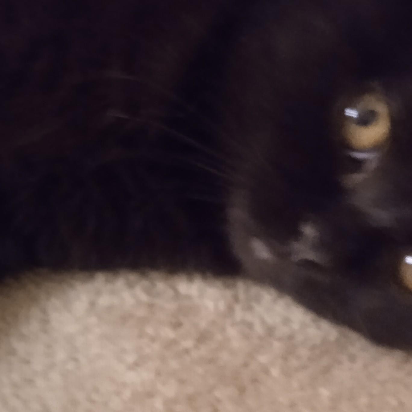 Саня Александр