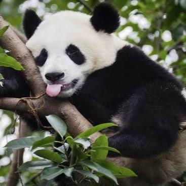 ณัฐพงศ์ เกิดพุ่ม