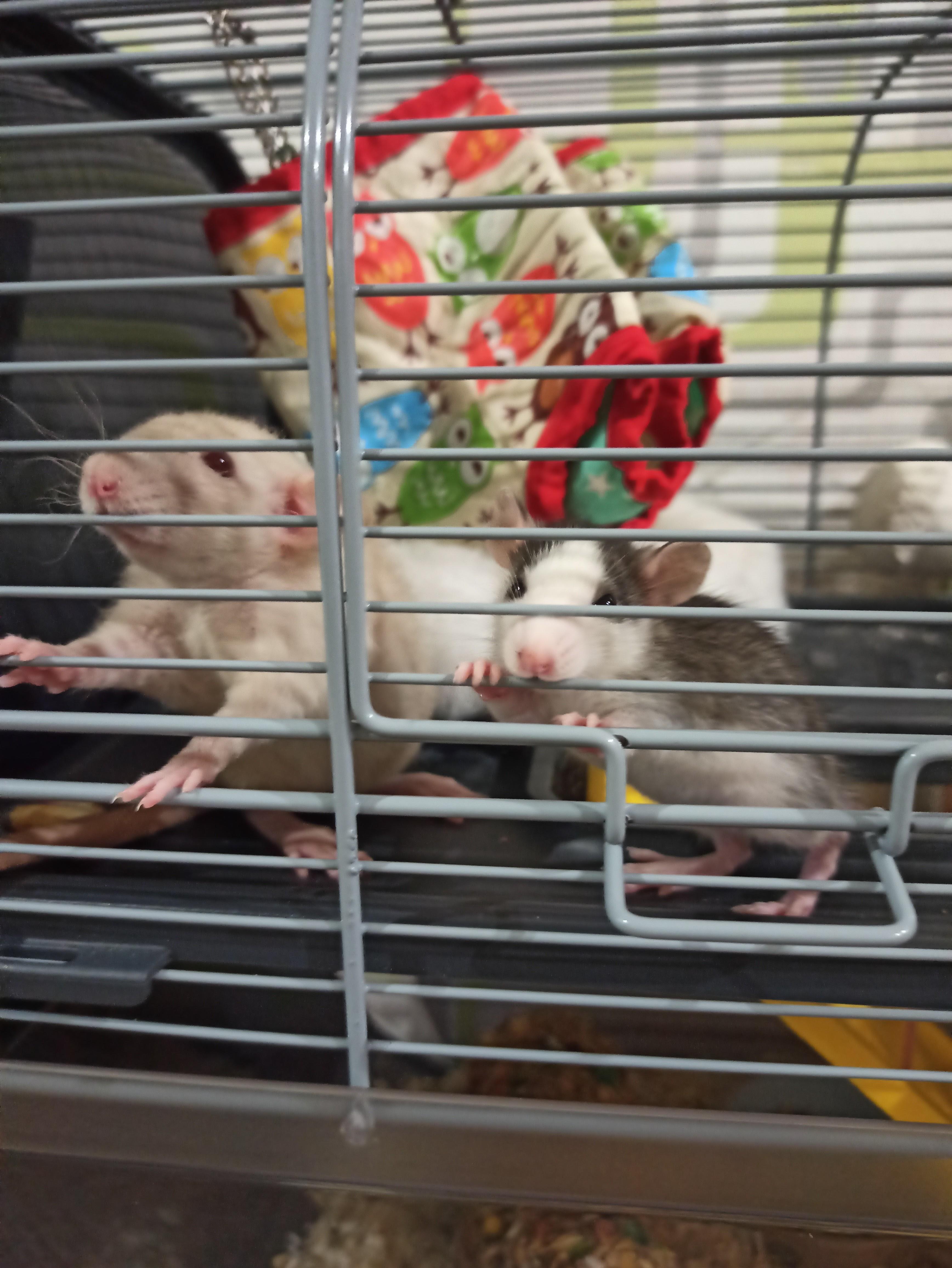 Денис Чижов